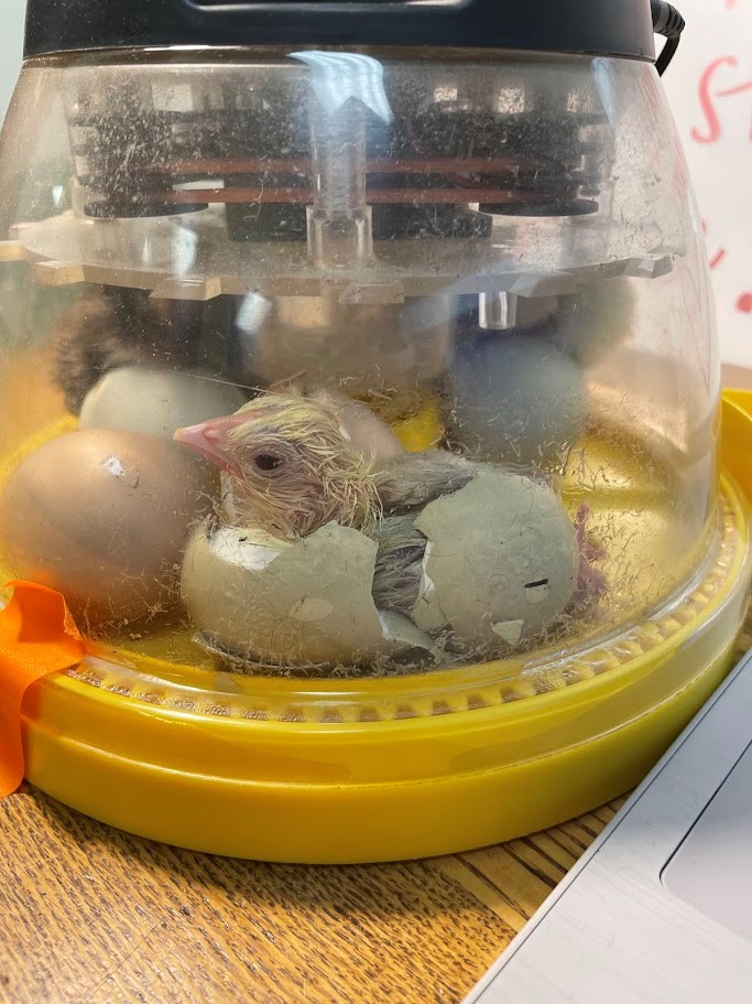 Picture of a bunch of little chicks.