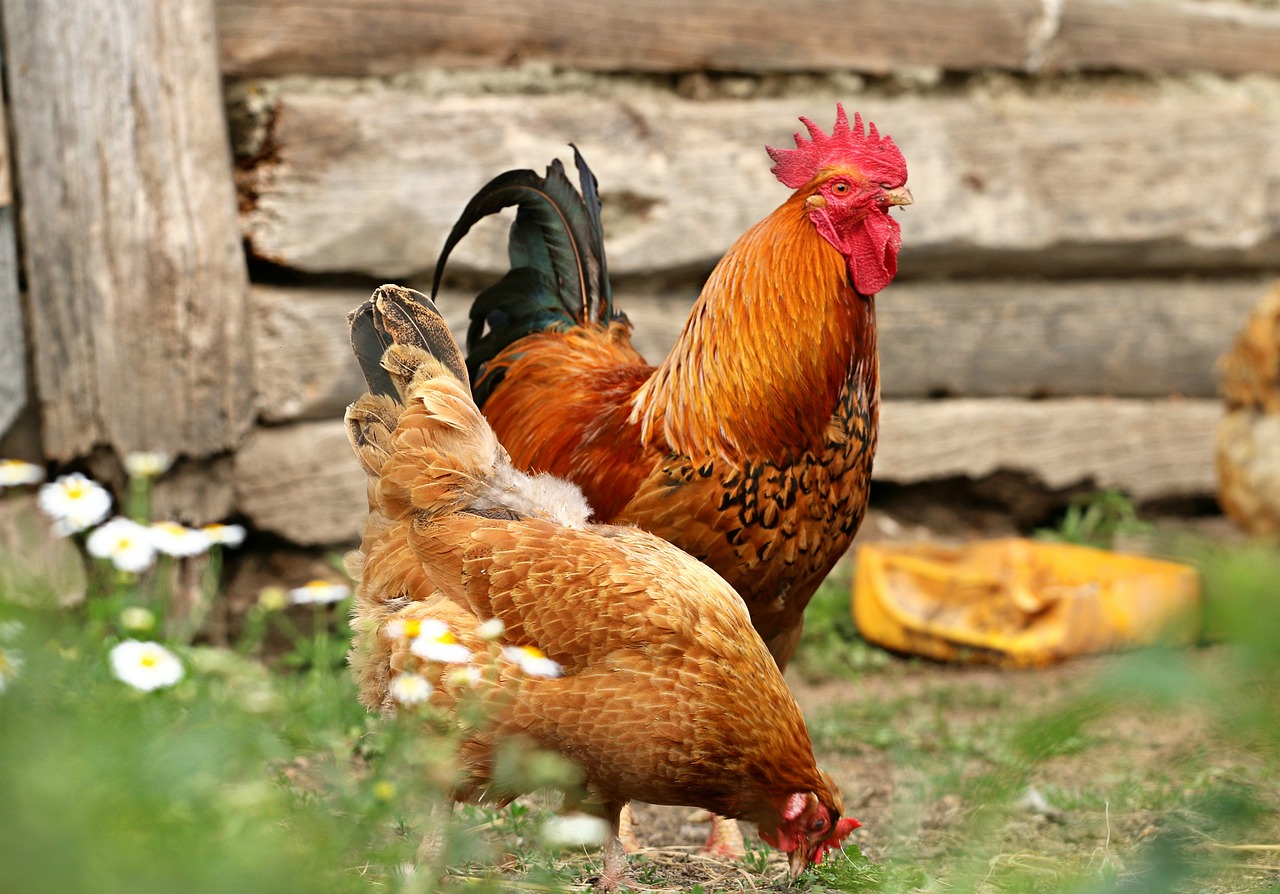 Pucture of a rooster and a hen standing in front of a rustic building.
